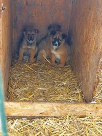 hunde rettung